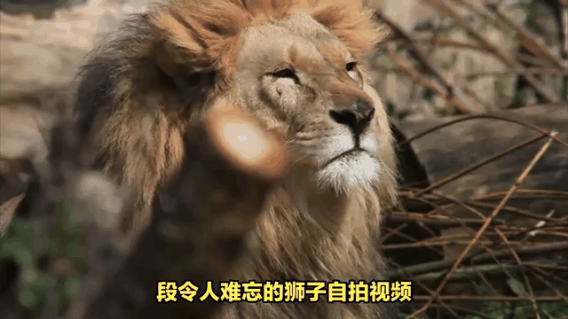 全新项目意外惊险，无解谜团引人关注的简单介绍