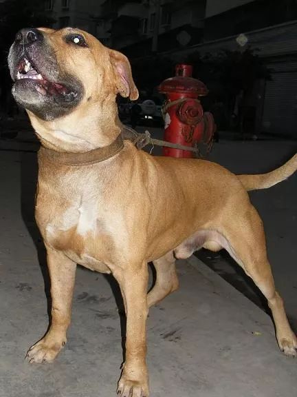 宁夏斗牛疯队员表现出色,实现重要胜利 宁夏斗牛疯队员表现出色,实现重要胜利